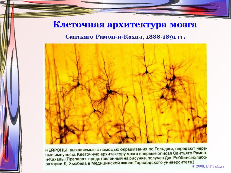 Клеточная архитектура мозга © 2008, В.Г.Зайцев Сантьяго Рамон-и-Кахал, 1888-1891 гг.